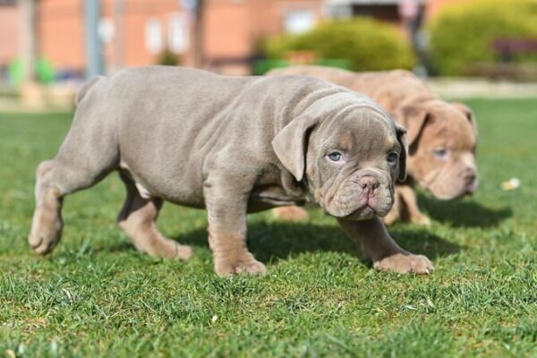 Pitbull Puppies For Sale in New Jersey