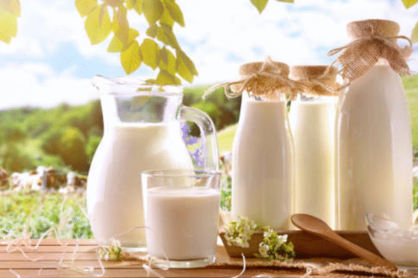 How does milk delivery in Chennai ensure the supply of organic milk for growing children? How does milk delivery in Chennai ensure the supply of organic milk for growing children?