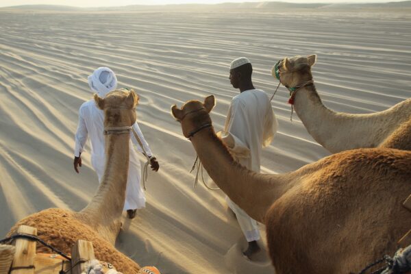 Traditional Camel Racing Events Qatar