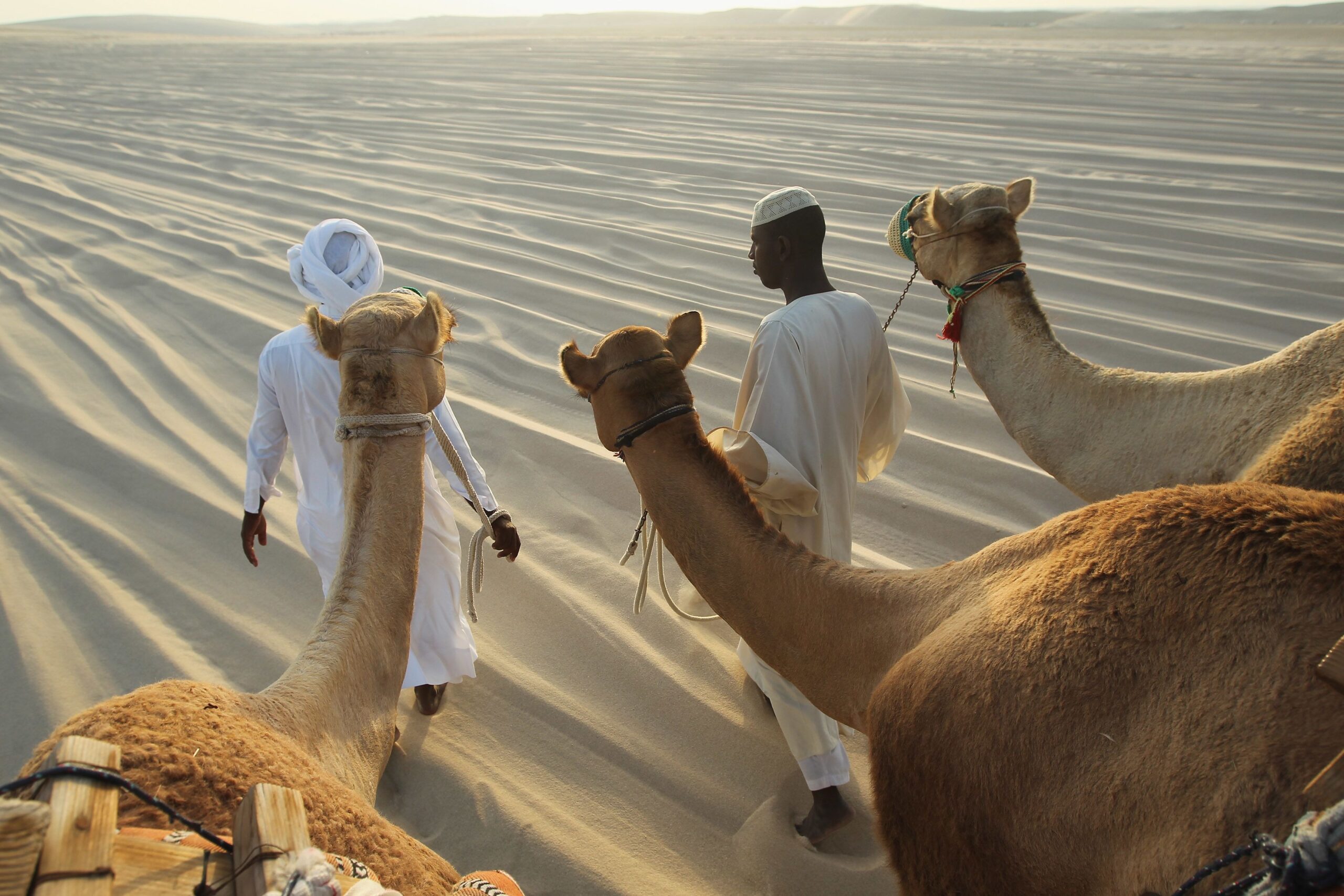 Traditional camel races Qatar
