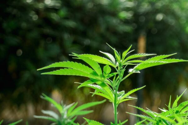 Essential Cannabis Equipment for Every Grower | 420 Equipment