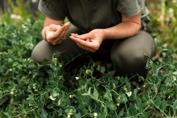 Hands-On Cannabis Courses That Prepare You for Real-World Success cannabis courses