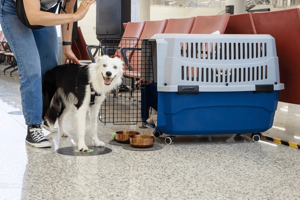 dog cage small