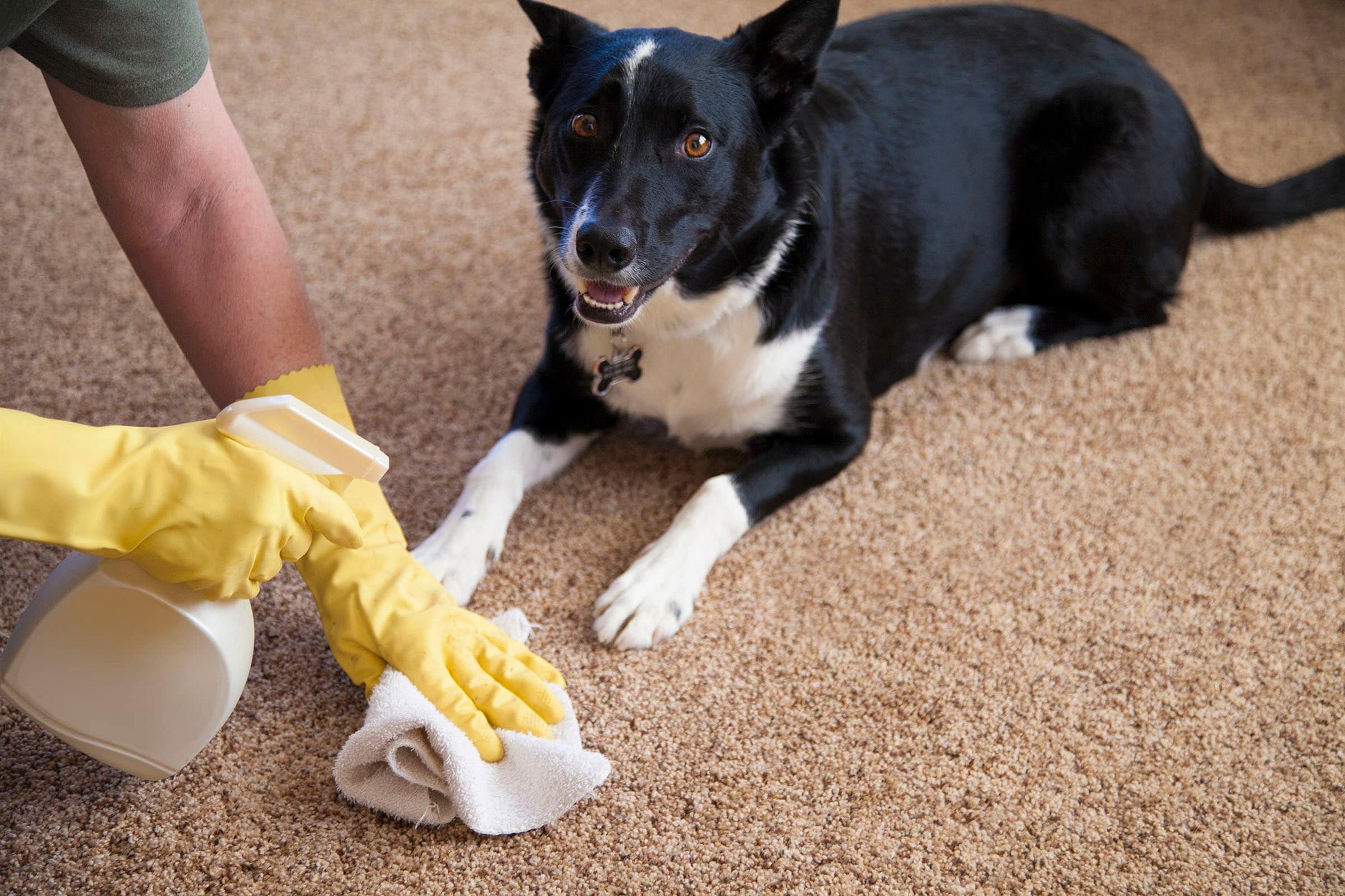 Pet Odor Removal
