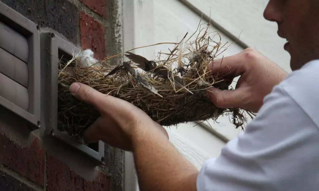 Pets and Bird Removing