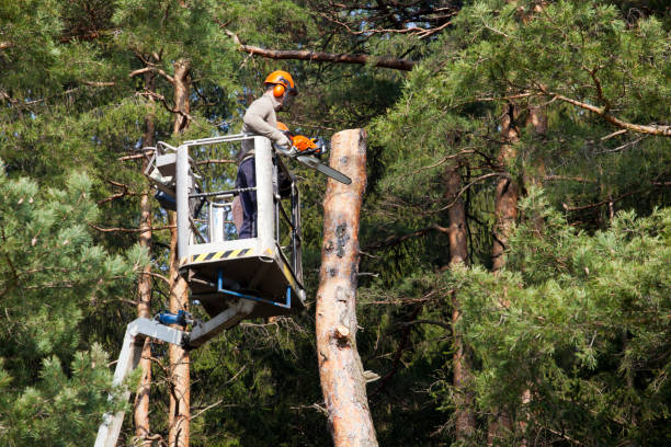 tree surgeon