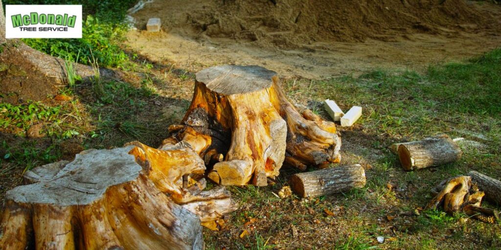 Tree Removal and Stump Grinding MA