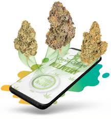 Weed Delivery in Kitchener: Convenience, Quality, and Community Impact Weed delivery in Kitchener