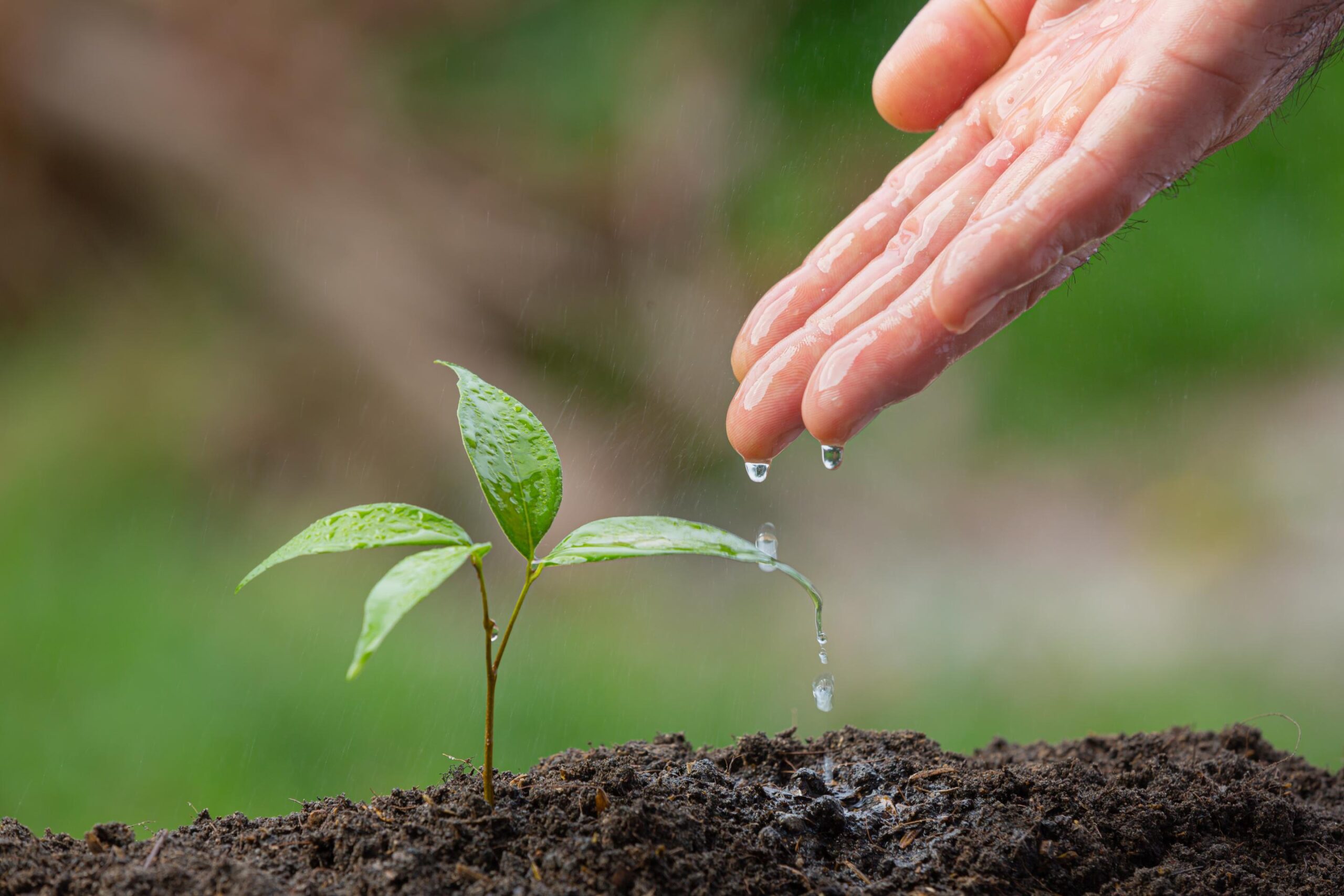 liquid fertilizer for hydroponics | Potting soil