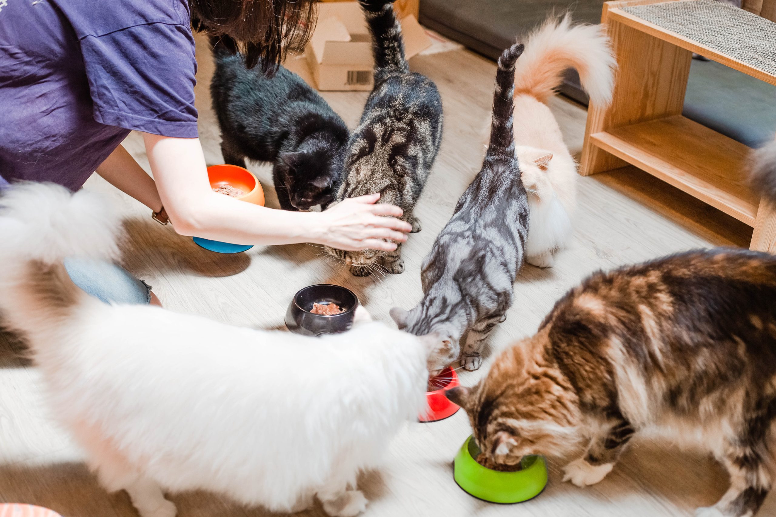 Pet Day Care