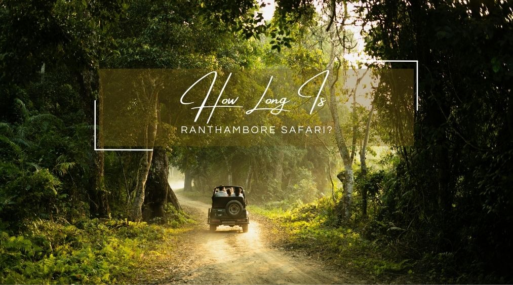 Your Delhi to Ranthambore Safari: A Comprehensive Travel Guide
