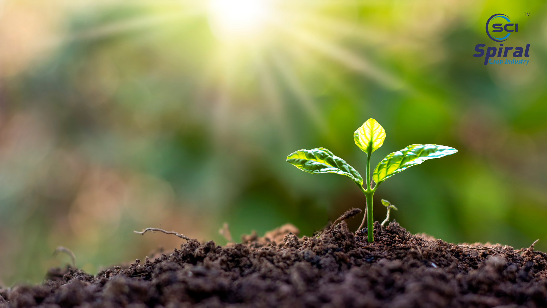 Plant Growth Regulators
