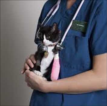 Animal Wound Care Market