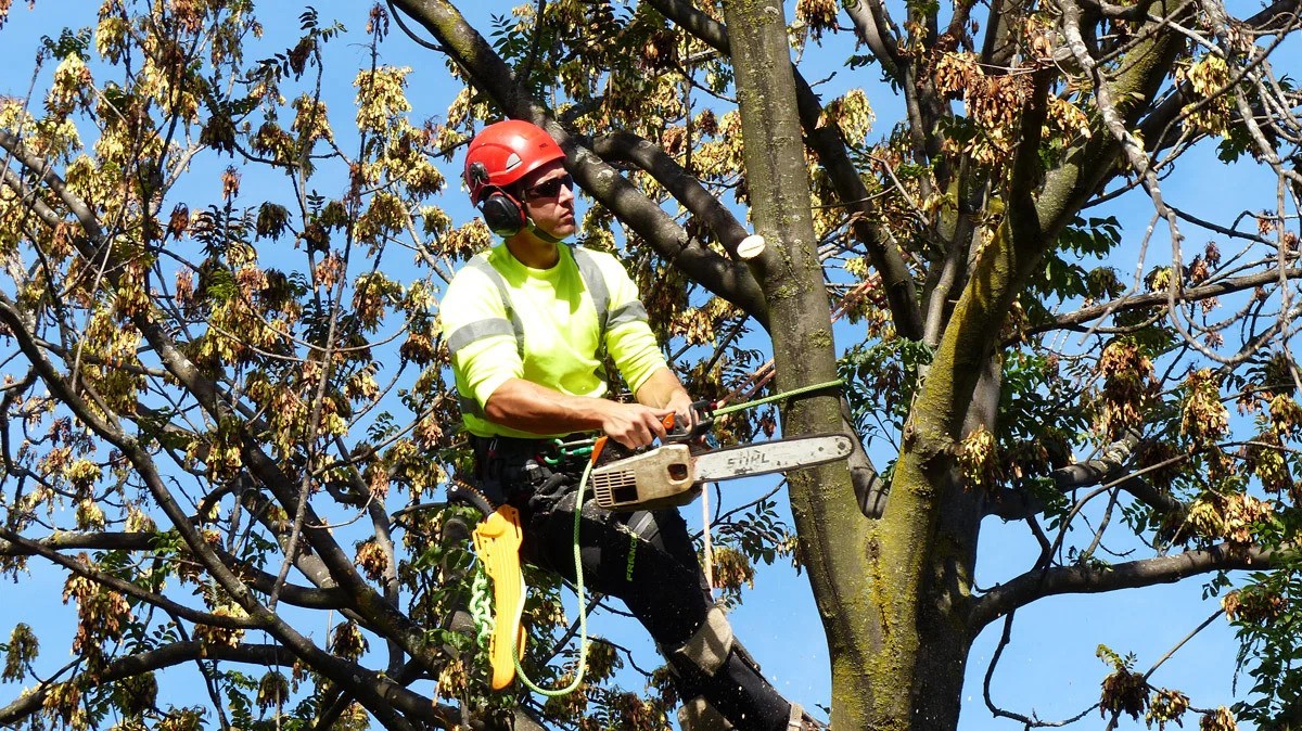 Gladiator Tree Experts