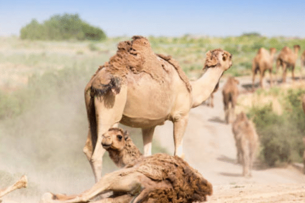 Importance Of Wild Camel Conservation