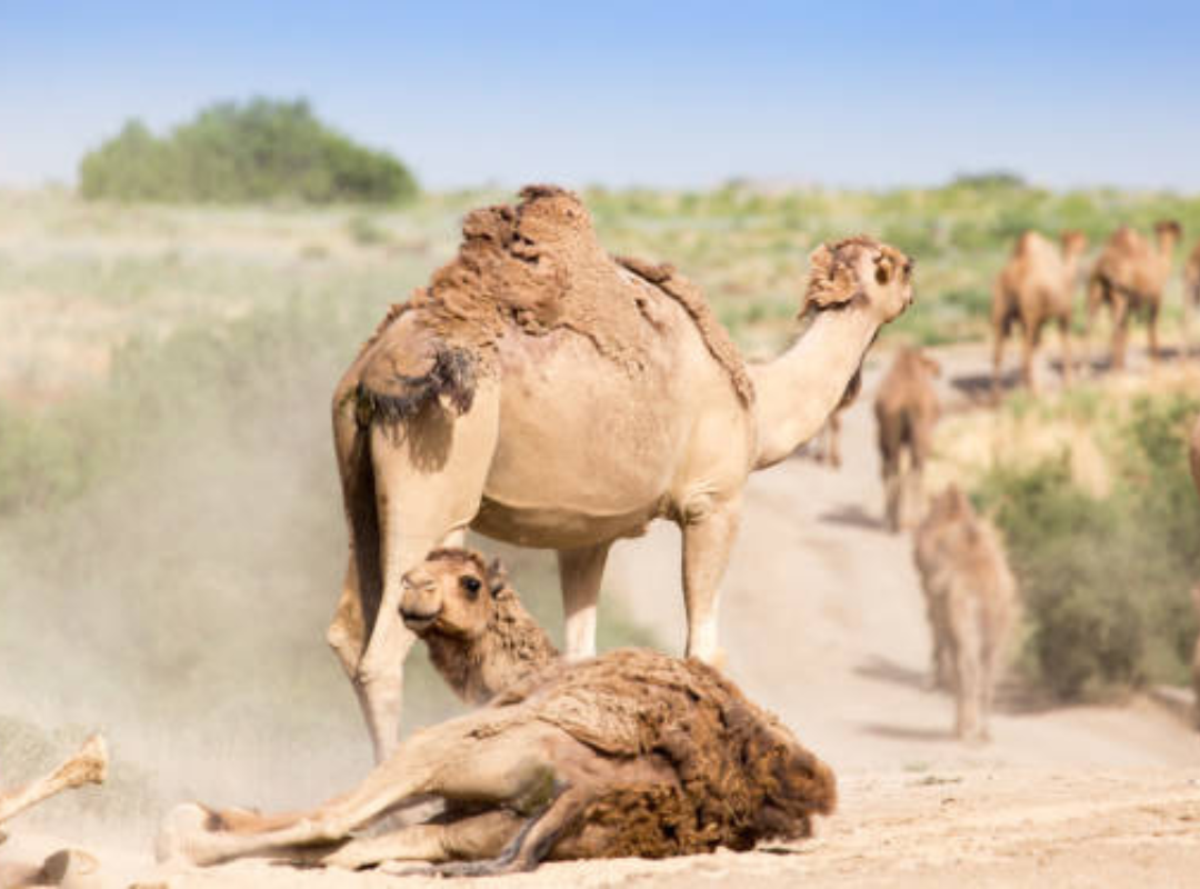 Importance Of Wild Camel Conservation